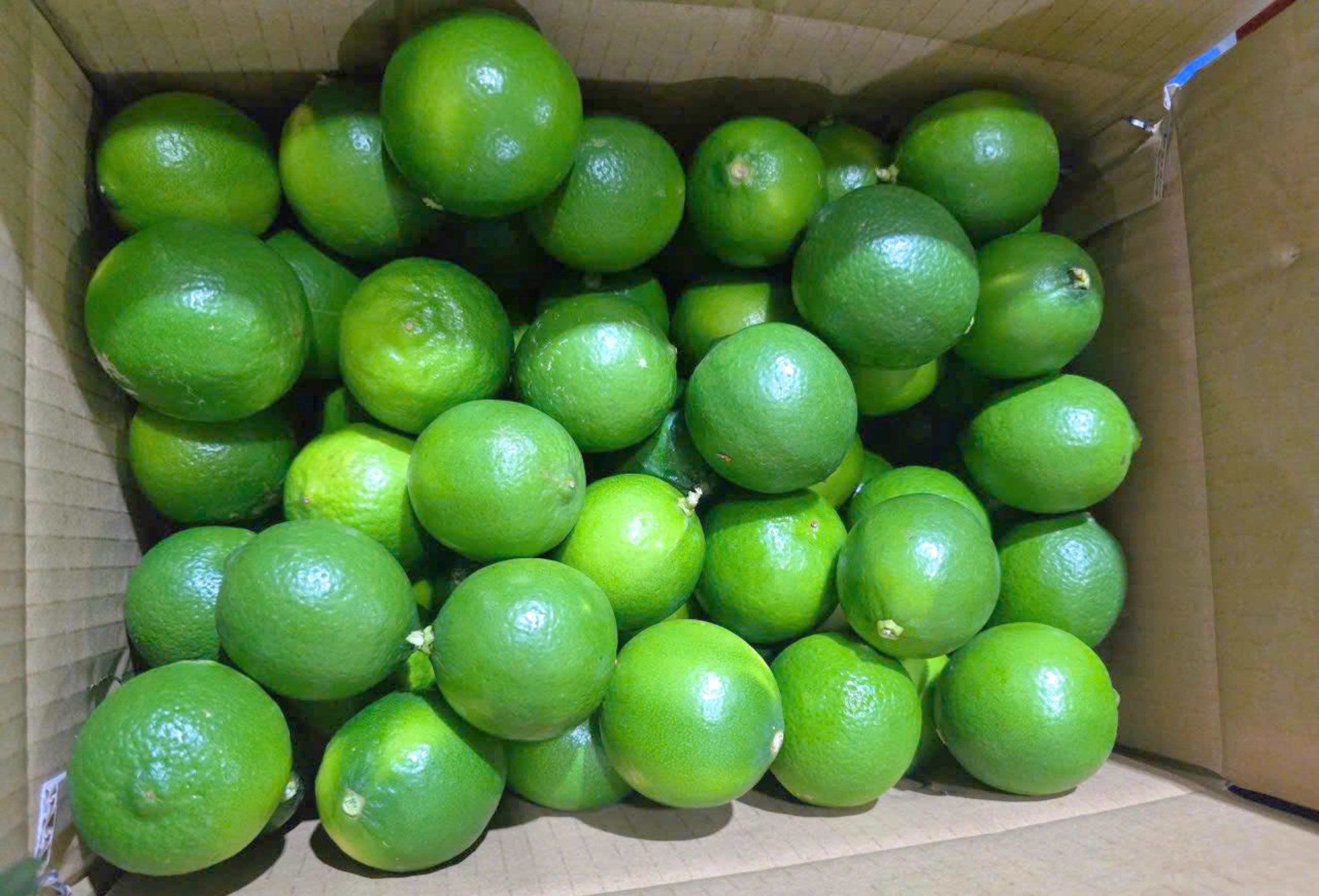 VietSun Holdings Desiccated coconut