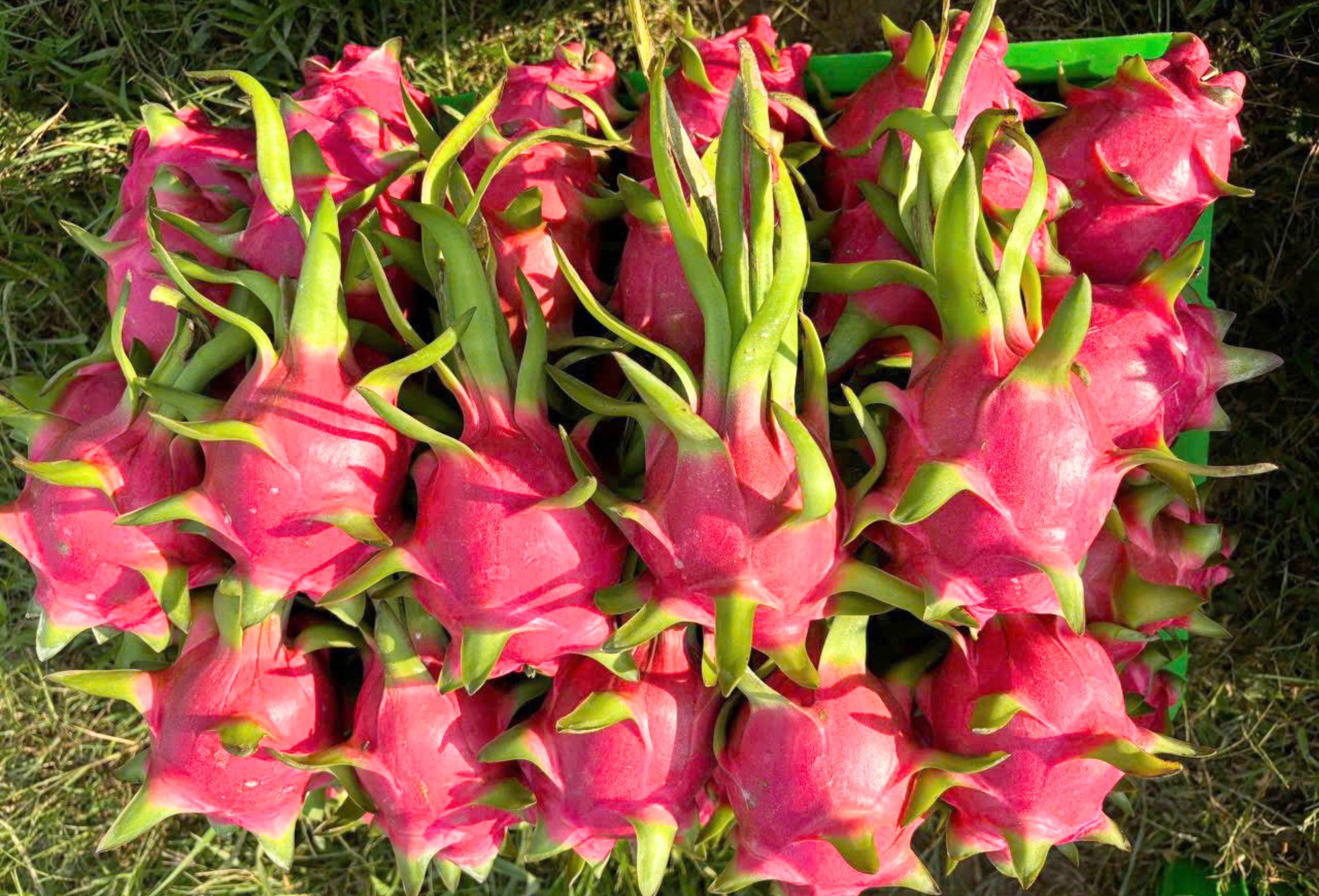 VietSun Holdings Fresh Coconut