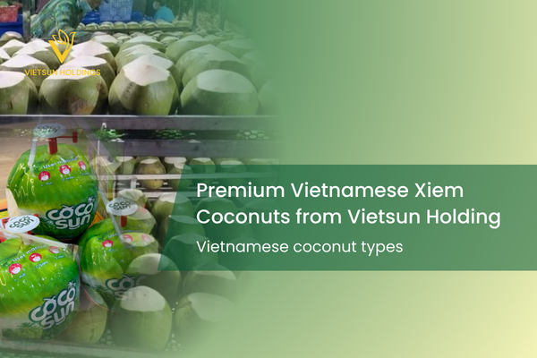 Discover Premium Vietnamese Xiem Coconuts from Vietsun Holding
