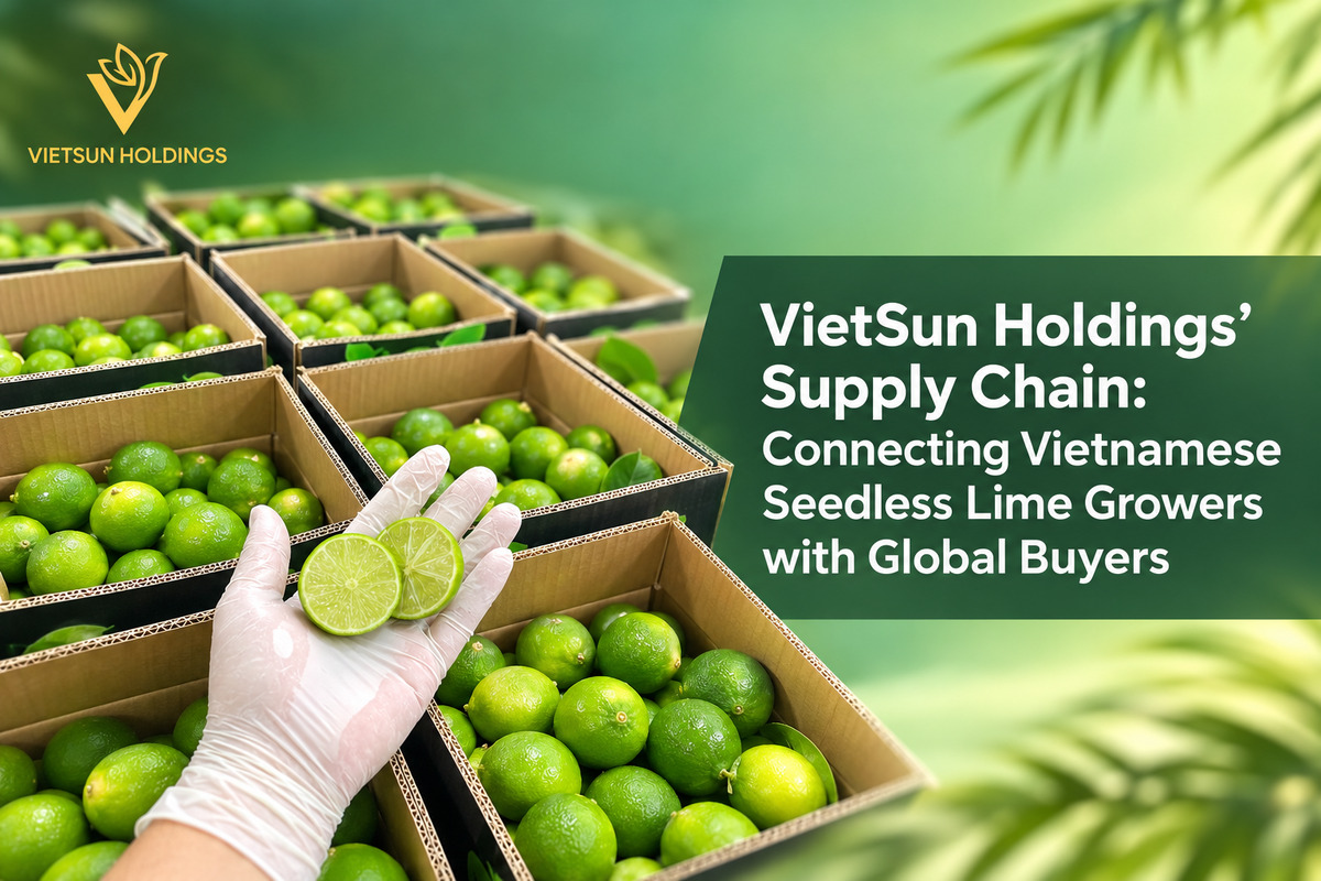 VietSun Holdings’ Supply Chain: Connecting Vietnamese Seedless Lime Growers with Global Buyers