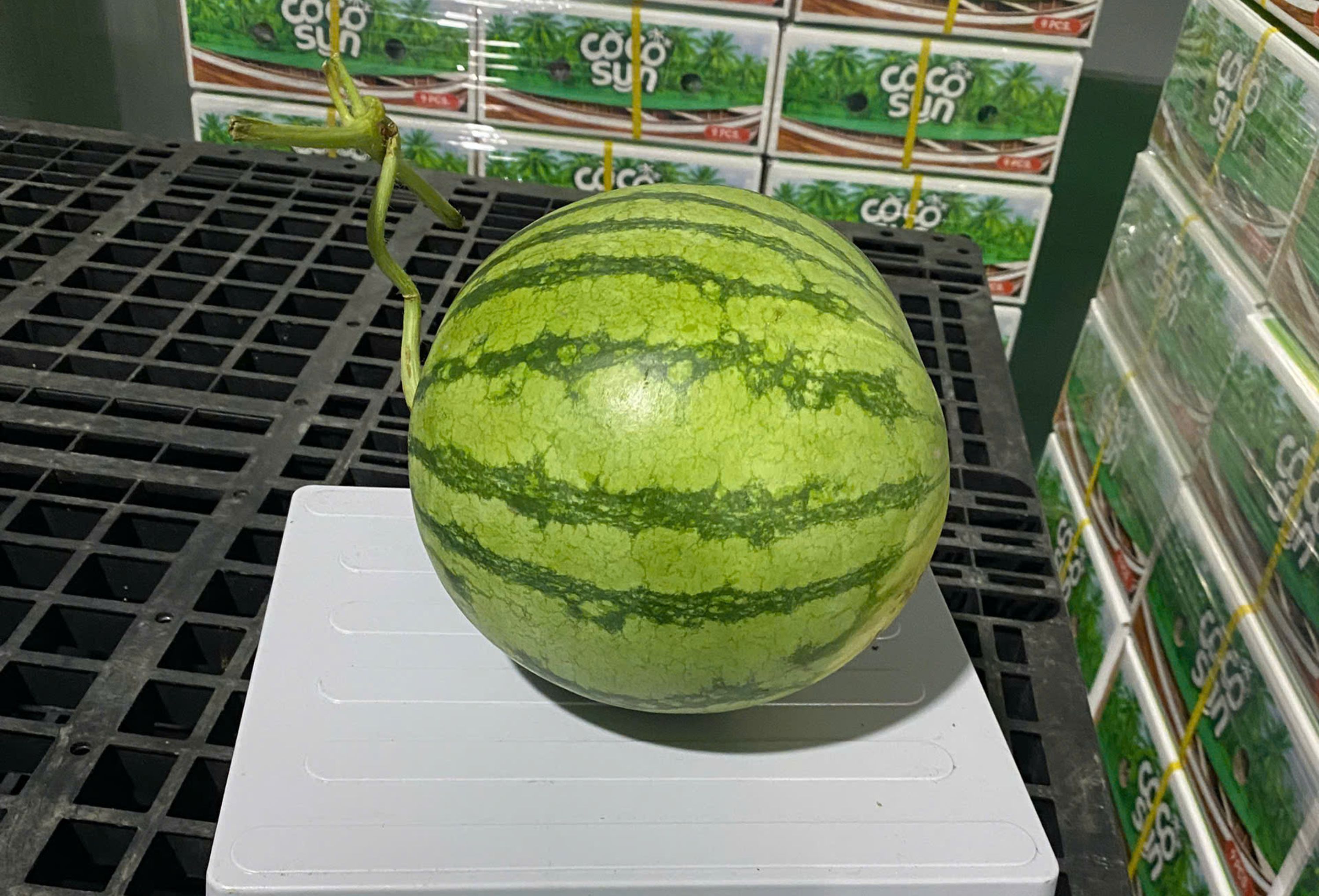 Fresh Watermelon