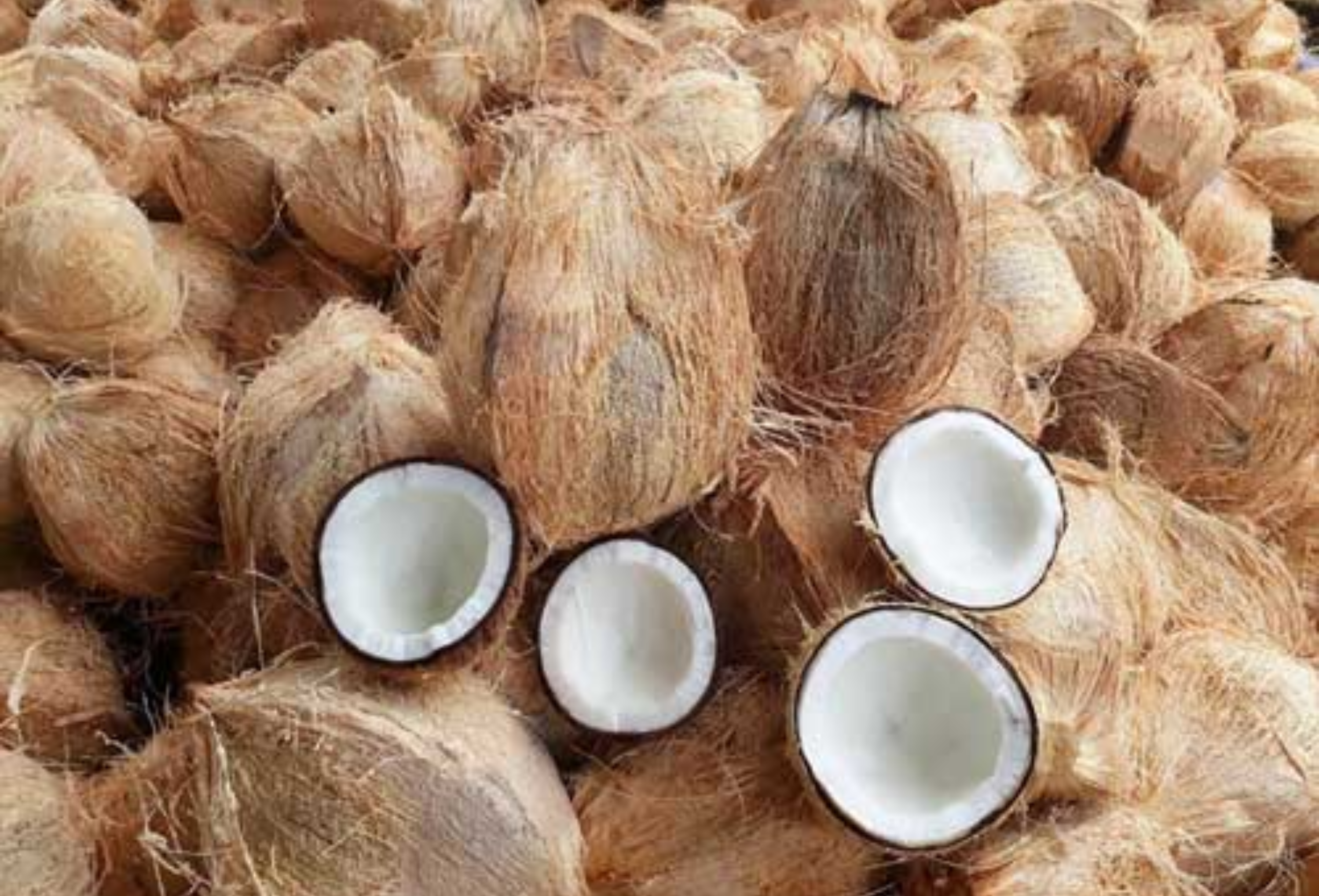 Semi-husked Coconut