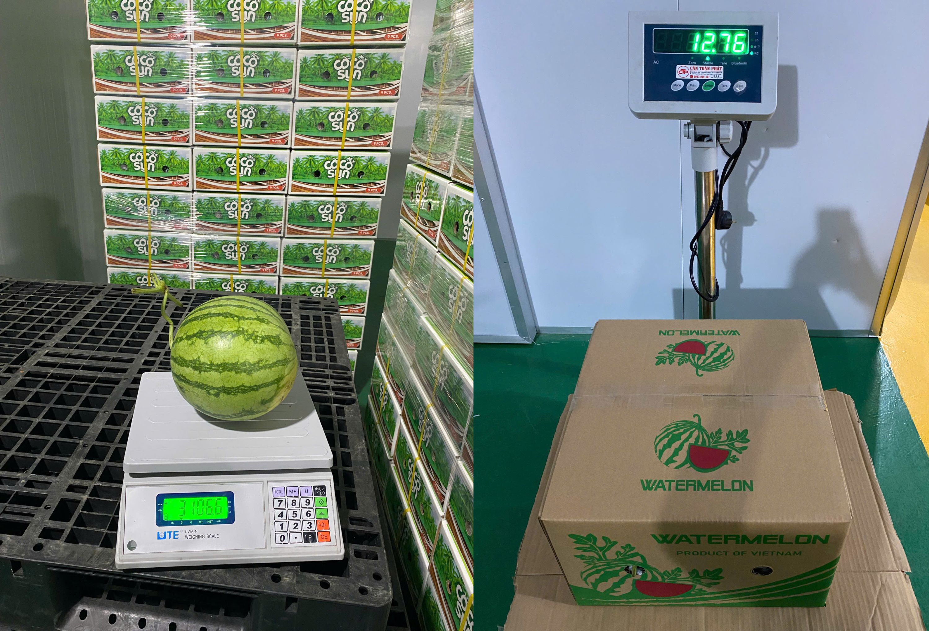 Fresh Watermelon