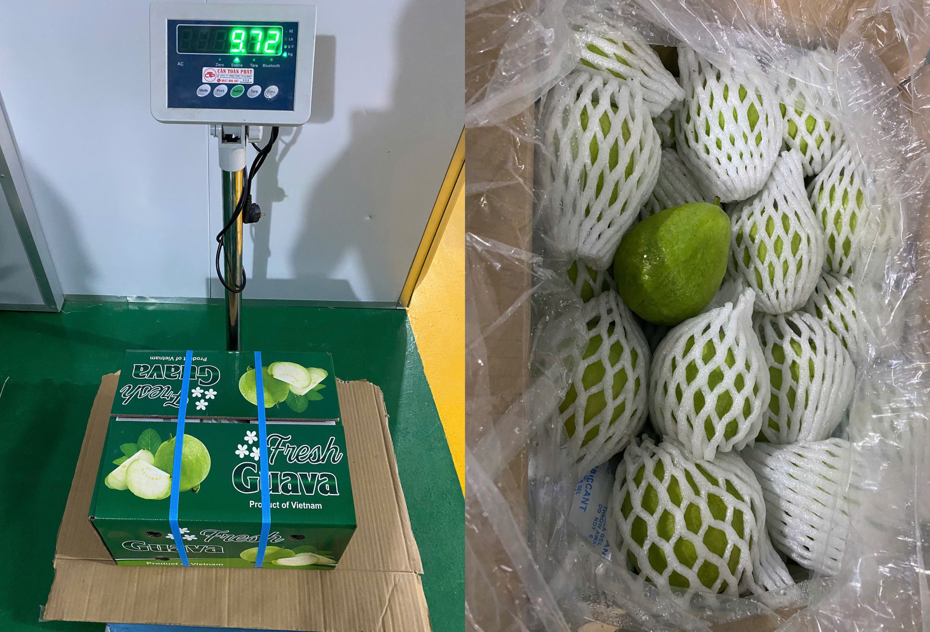 Fresh Guava