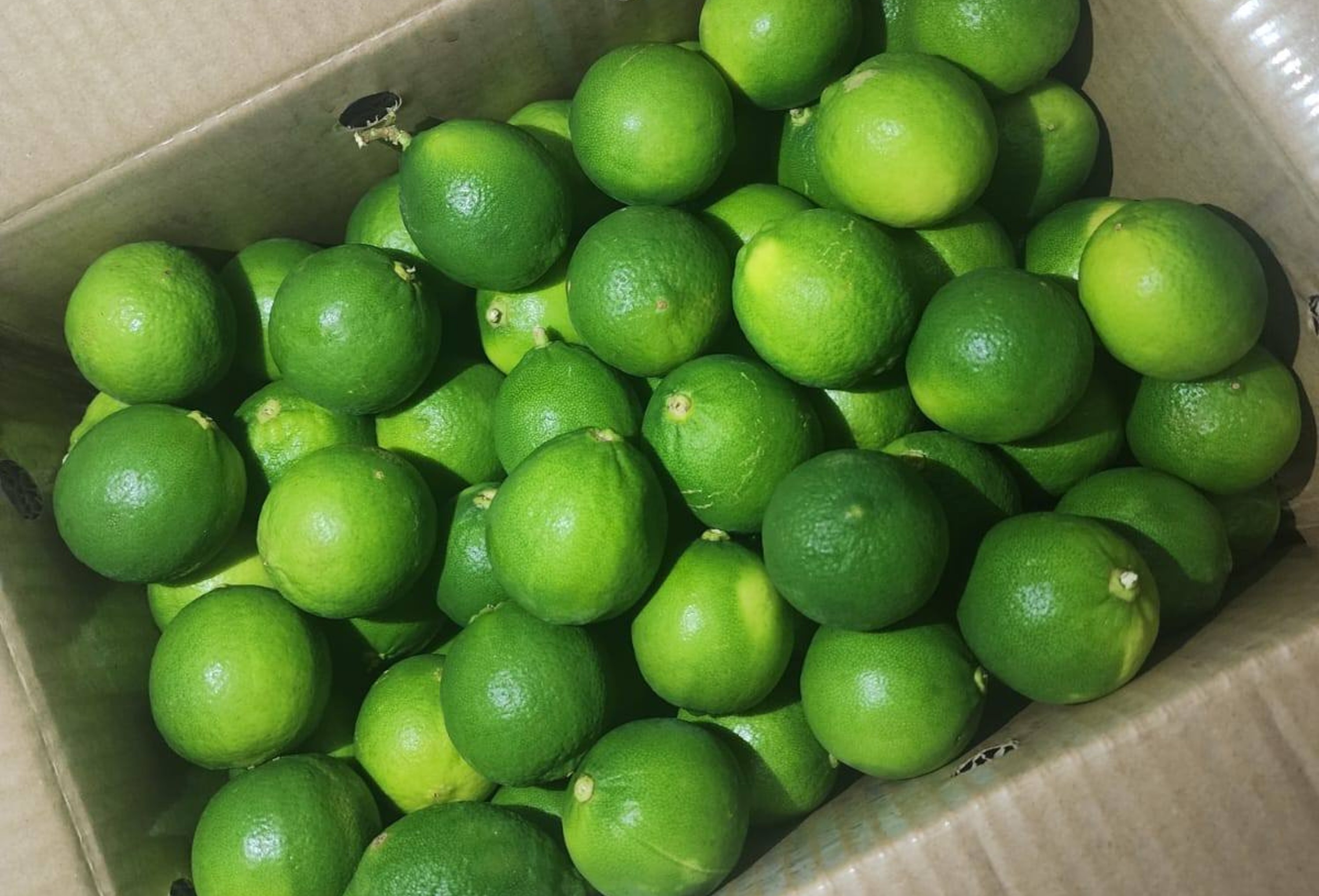 Fresh Seedless Lime