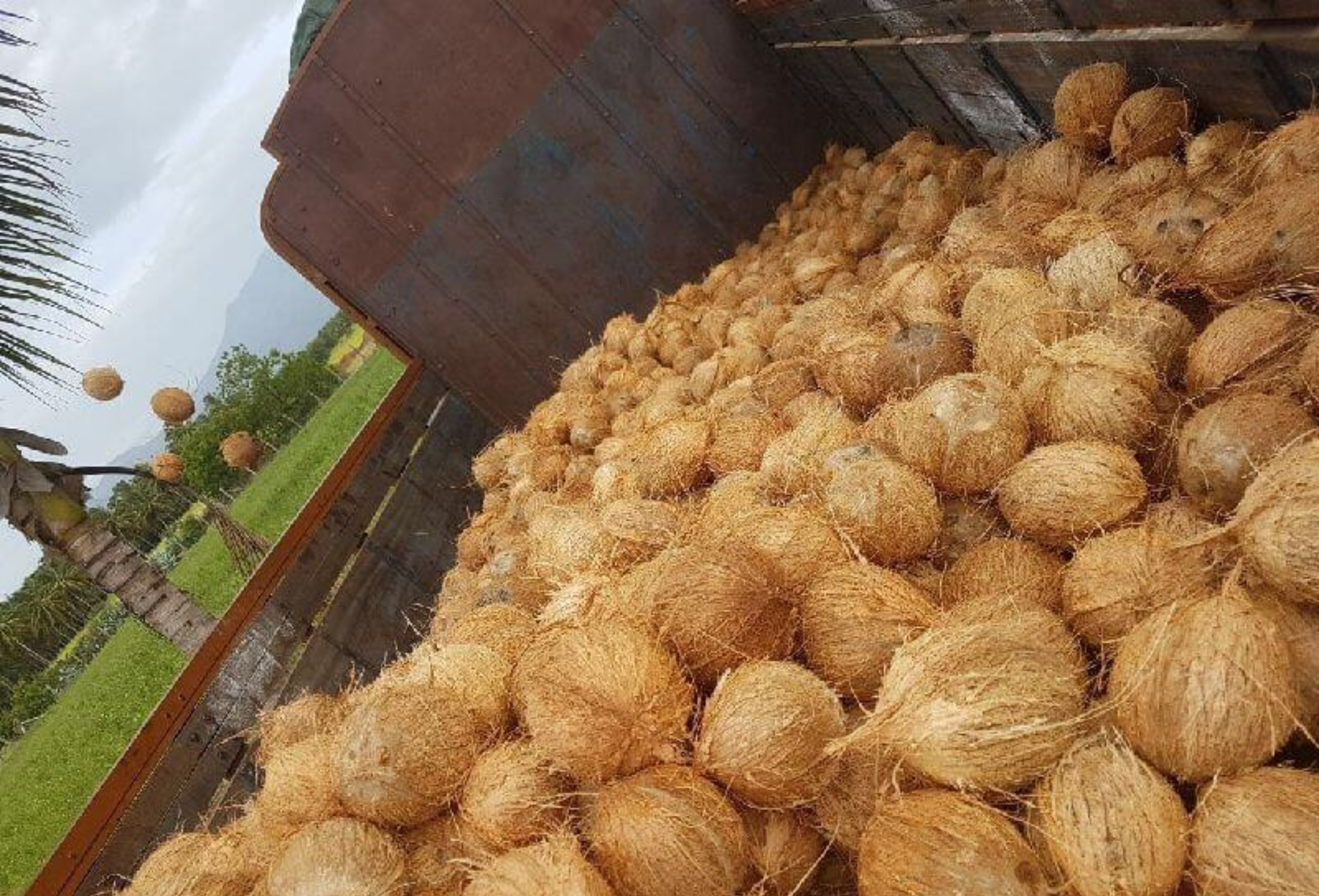 Semi-husked Coconut