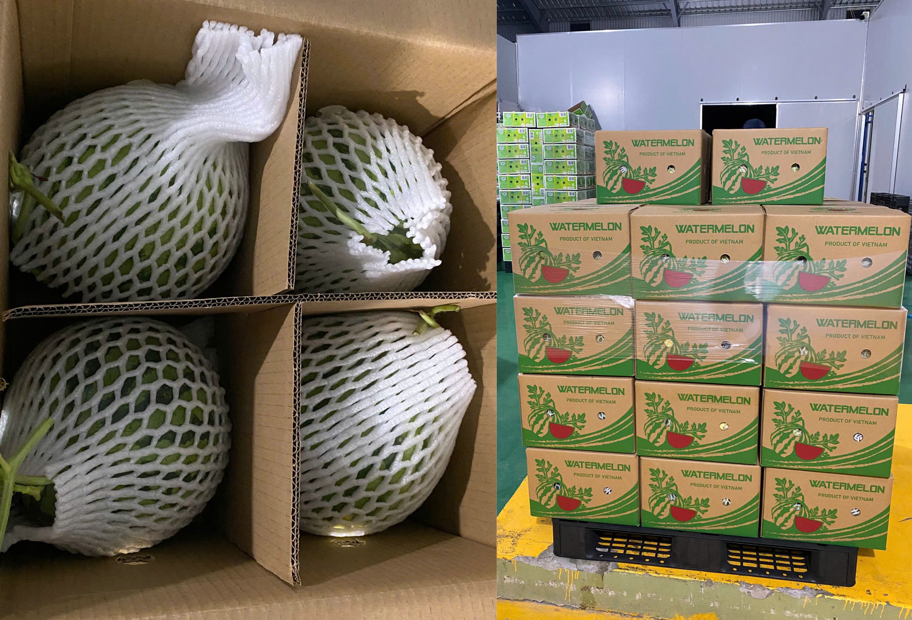 Fresh Watermelon