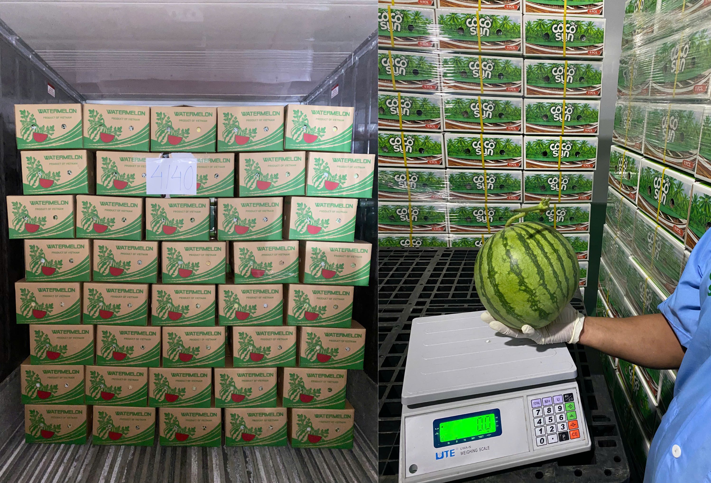 Fresh Watermelon